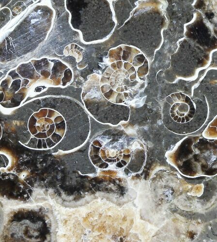 Polished Ammonite Fossil Slab - Marston Magna Marble #63837